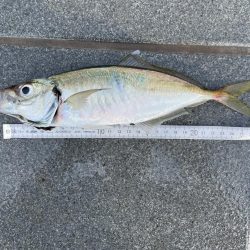 和歌山マリーナシティ大波止