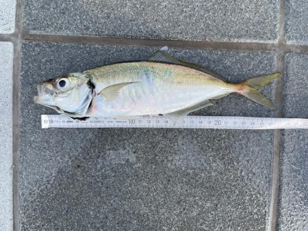 和歌山マリーナシティ大波止