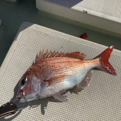 鳴門沖でマダイ