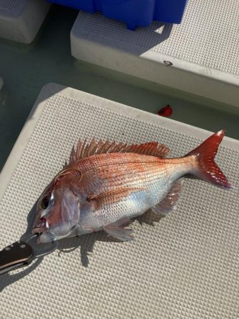 鳴門沖でマダイ