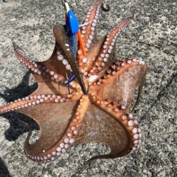 1キロ超え4日連続