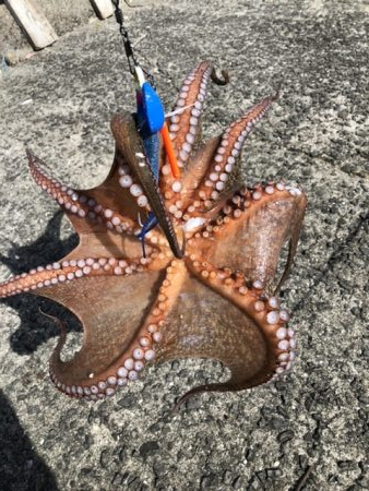 1キロ超え4日連続