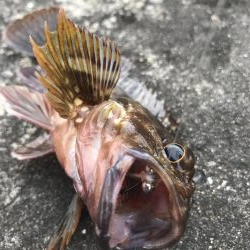 自作フライでカサゴ好調