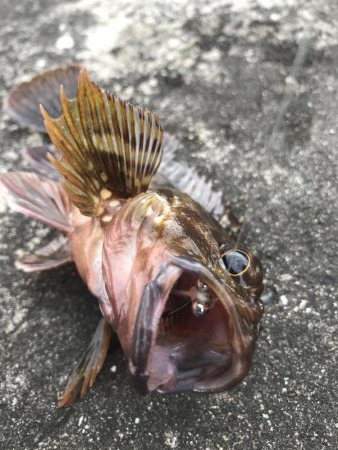 自作フライでカサゴ好調