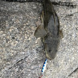 ふらットフィッシュ