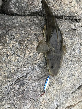 ふらットフィッシュ