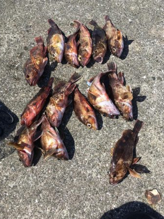 ガシラ良型豊漁