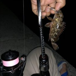 ミニミニガシラ