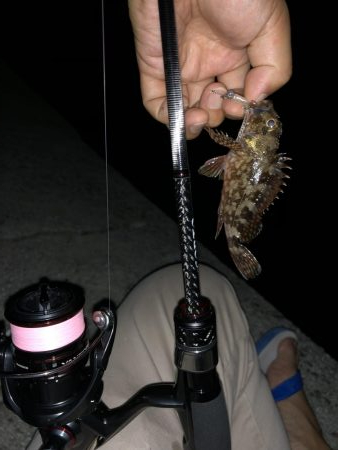 ミニミニガシラ