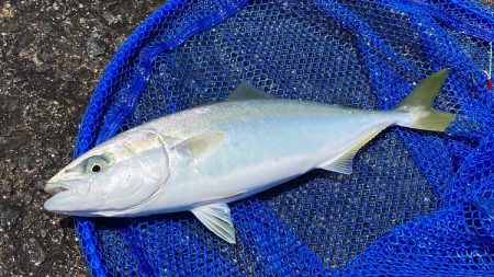 昼からの釣行でハマチ❗&#x…