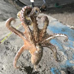 ダイソーエギ炸裂