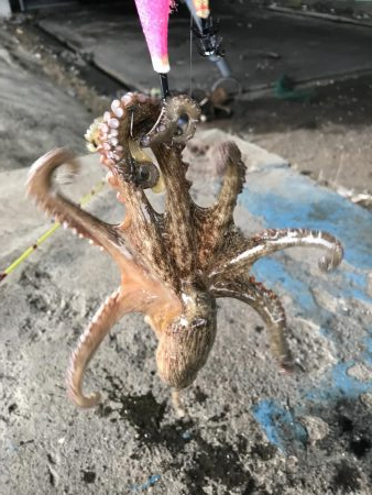 ダイソーエギ炸裂