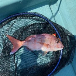 鳴門沖でマダイ