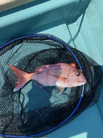 鳴門沖でマダイ