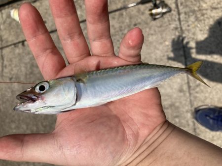 フェリーターミナルでサバ釣り