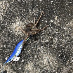 タコ　サイズは小さめ