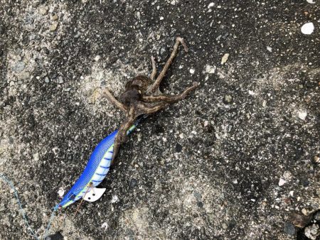 タコ　サイズは小さめ