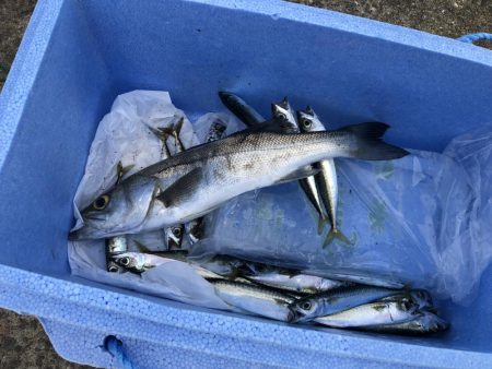 コサバは大漁！セイゴが出てきてこんにちわ