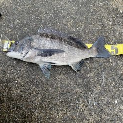 いいサイズのクロダイあがりましたー