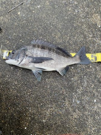 いいサイズのクロダイあがりましたー