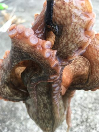 タコフィネスで22杯