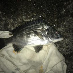 サナギフカセ2nd