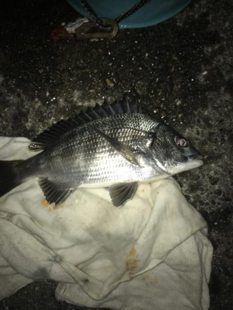 サナギフカセ2nd