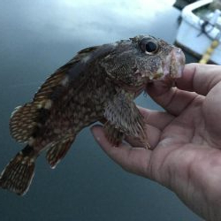 癒やしのガッシー5th