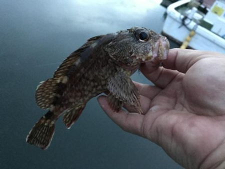 癒やしのガッシー5th