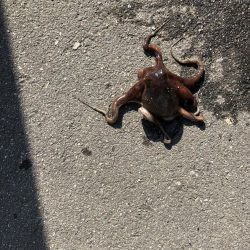 アベレージサイズ？