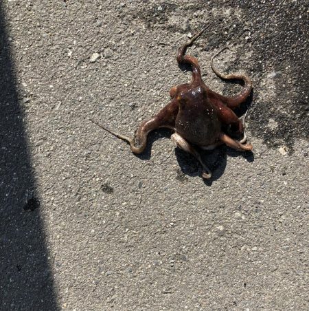 アベレージサイズ？