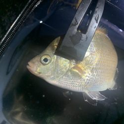 サバの連続攻撃