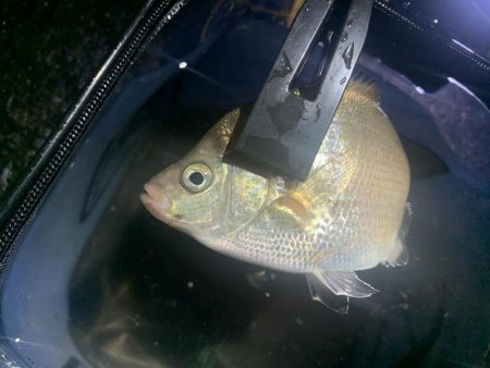 サバの連続攻撃