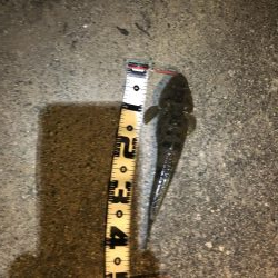 黒鯛を求めて…