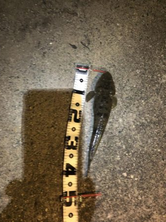 黒鯛を求めて…