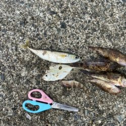 ヒイラギかかった