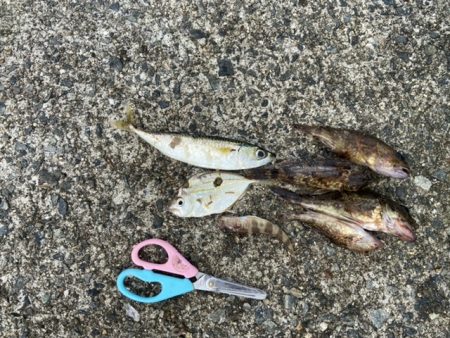 ヒイラギかかった