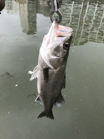 雨後のゴミに苦戦