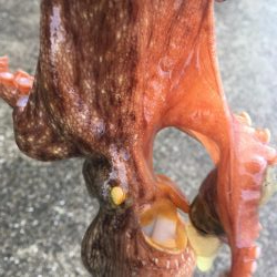 タコフィネスで７杯　午前の部