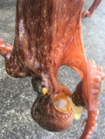 タコフィネスで７杯　午前の部