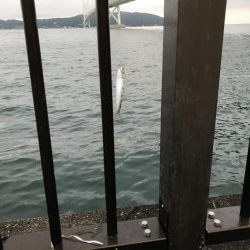 イワシマシマシ アジ少なっ!