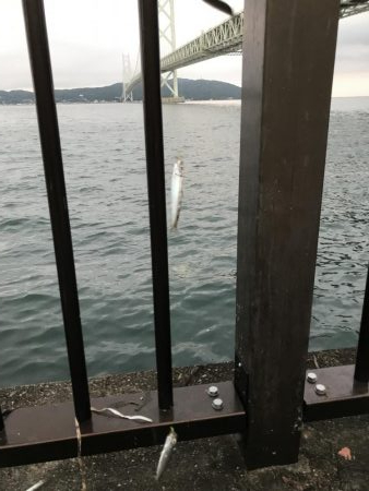 イワシマシマシ アジ少なっ!