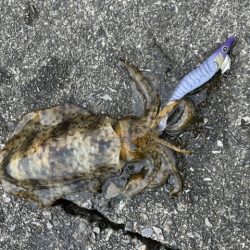 夏イカ釣行