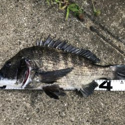 イチノ兄弟、釣果！