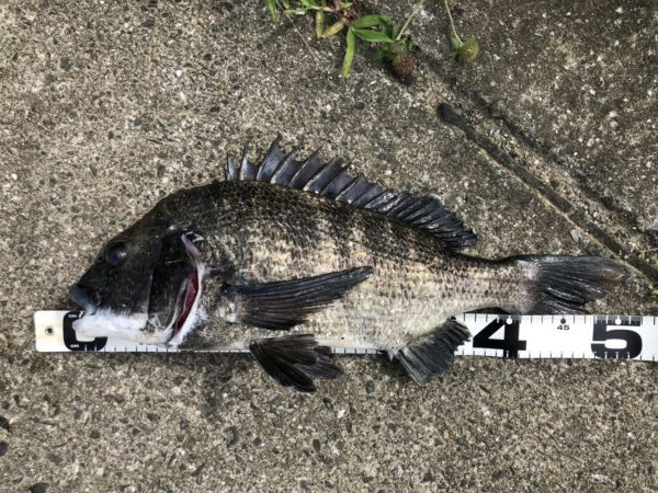 イチノ兄弟、釣果！