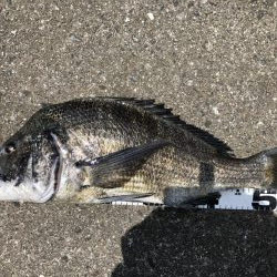 再度巨チヌ降臨‼️