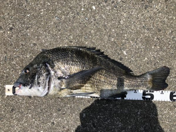 再度巨チヌ降臨‼࿠…