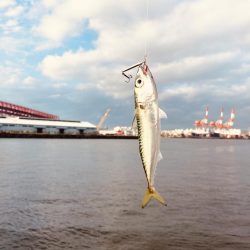 アジ調査のちサバリング