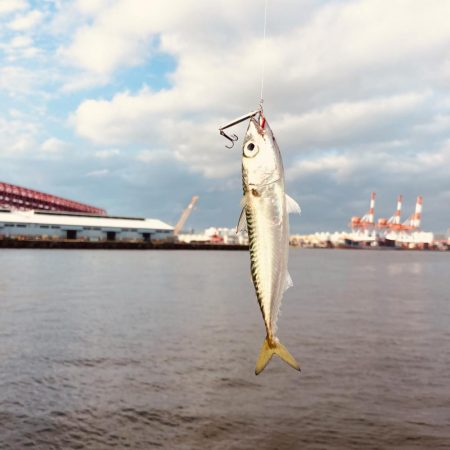 アジ調査のちサバリング