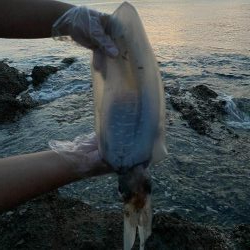 夏のアオリイカ！